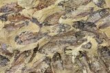 Fossil Fish (Gosiutichthys) Mortality Plate - Lake Gosiute #130064-2